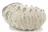 Bumpy Liparoceras Ammonite - Gloucestershire, UK #241748-1